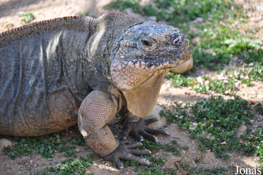 Cyclura cychlura figginsi