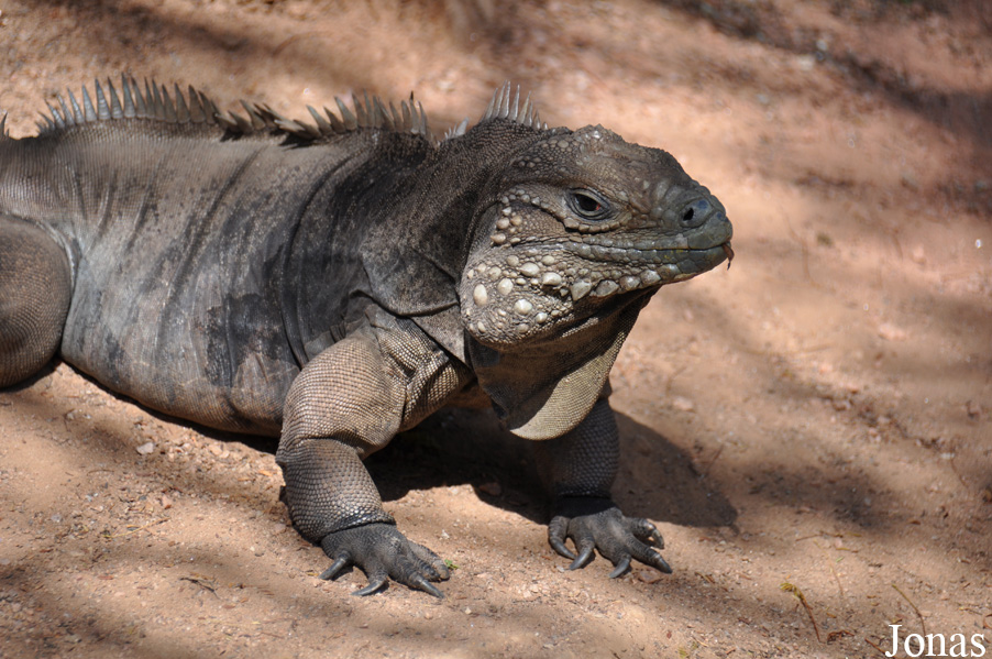 Cyclura nubila