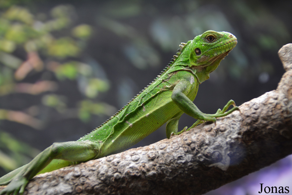 Iguana iguana