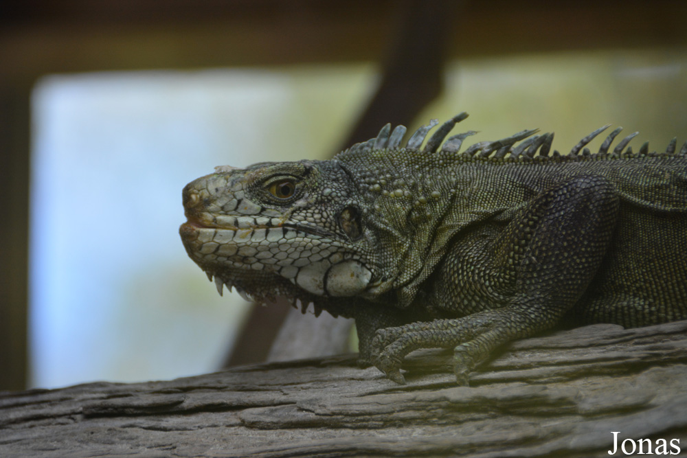Iguana iguana