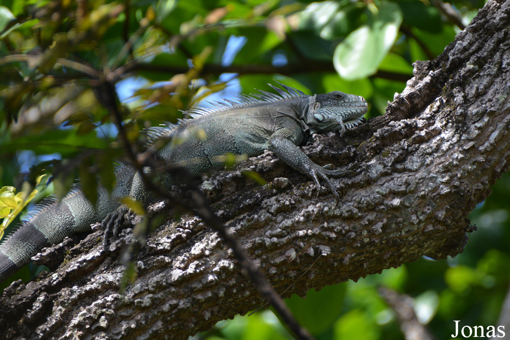 Iguana iguana