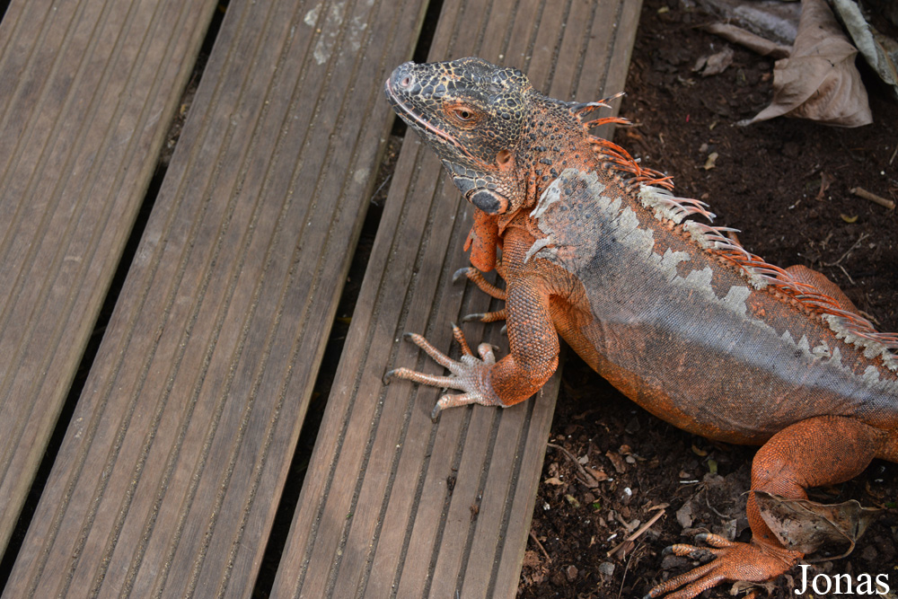Iguana iguana