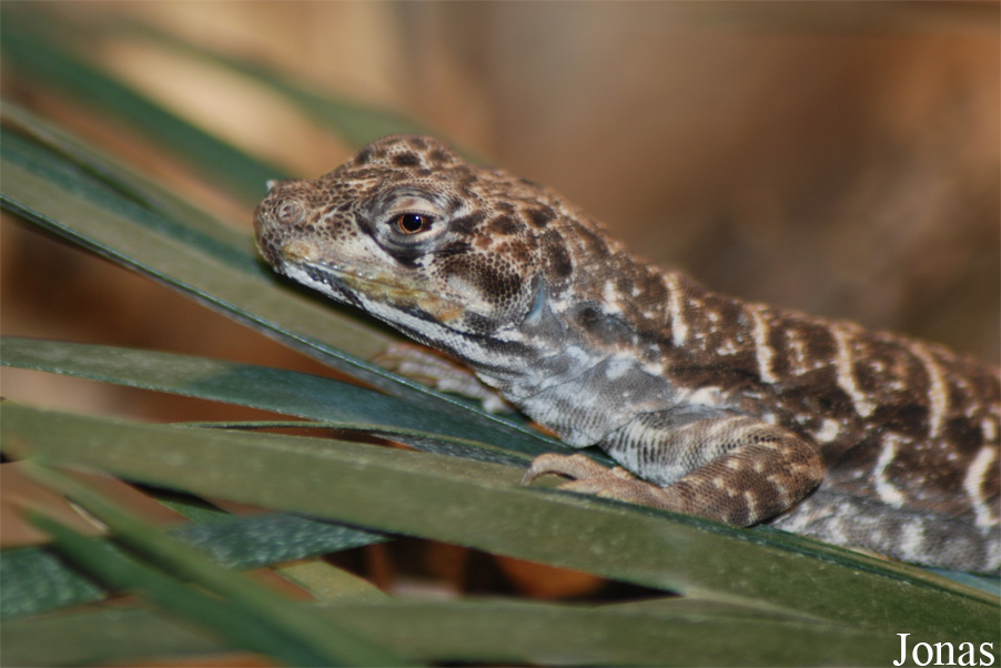 Petrosaurus thalassinus