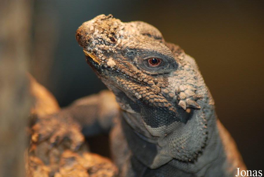 Sauromalus ater