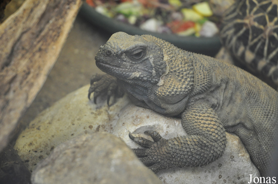 Sauromalus hispidus