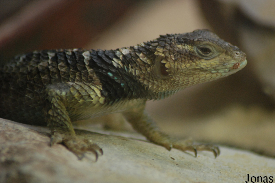 Sceloporus cyanogenys