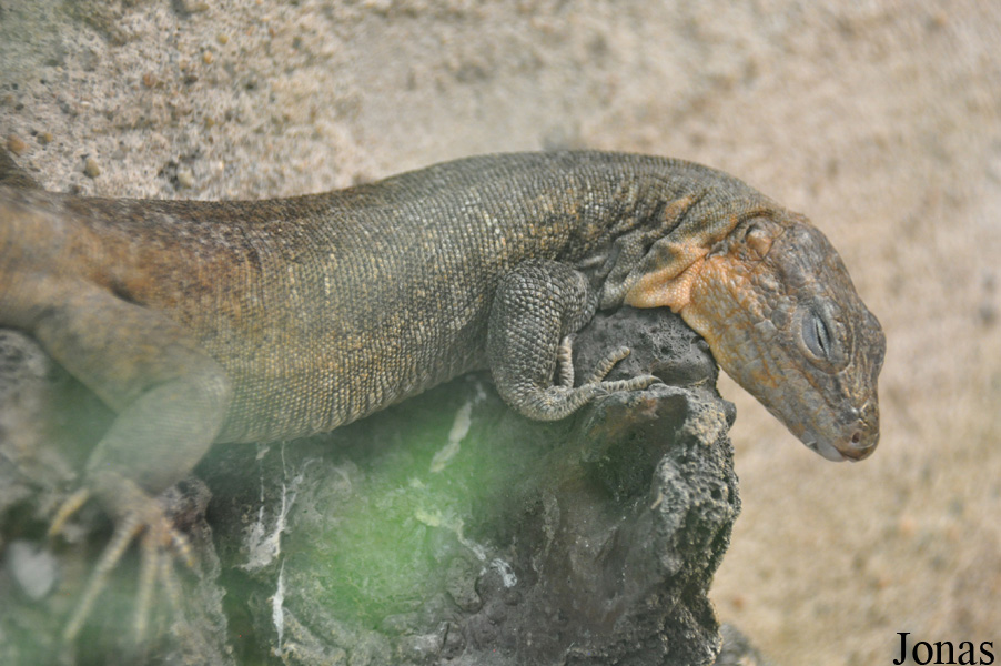 Gallotia stehlini