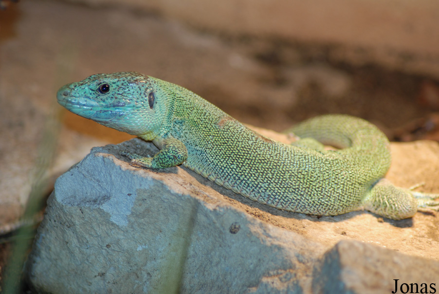 Lacerta trilineata