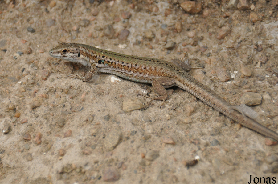 Podarcis siculus