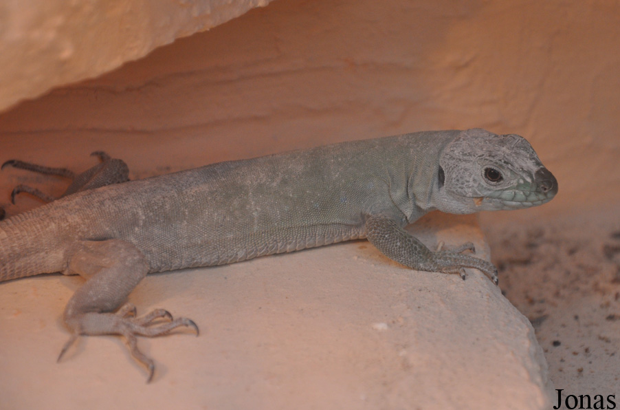 Timon lepidus