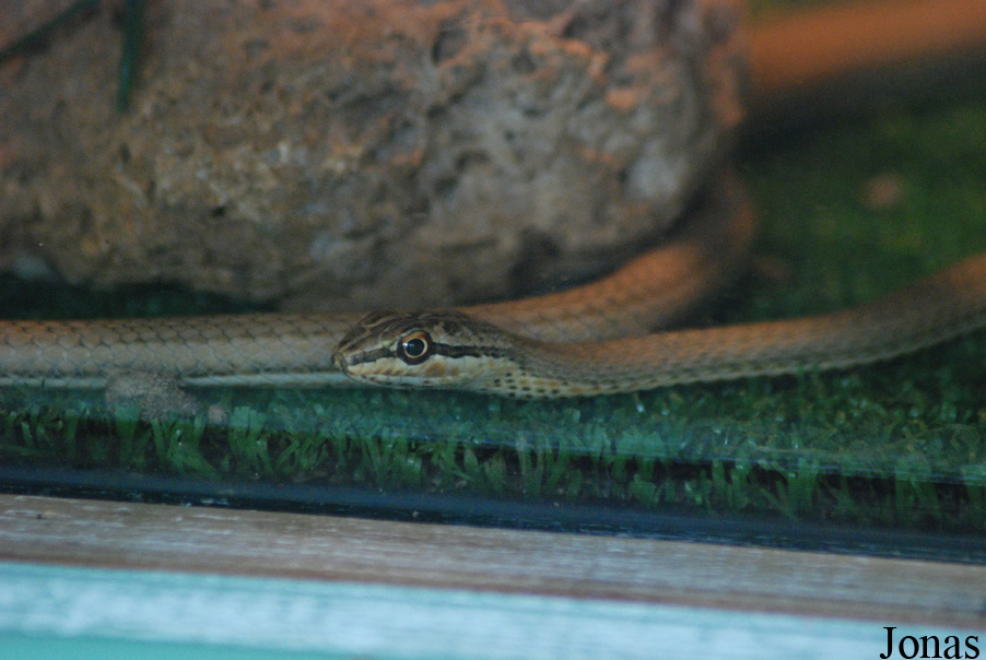 Psammophis notostictus