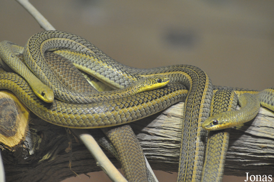 Psammophis sibilans
