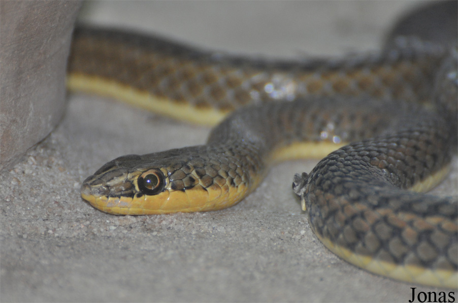 Psammophis sibilans