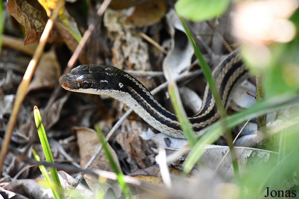 Parc National de Lokobe
