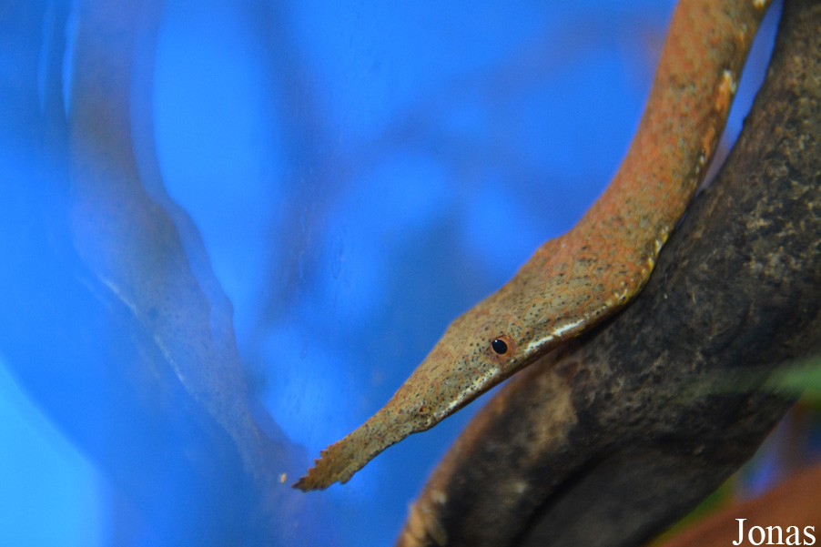 Langaha madagascariensis