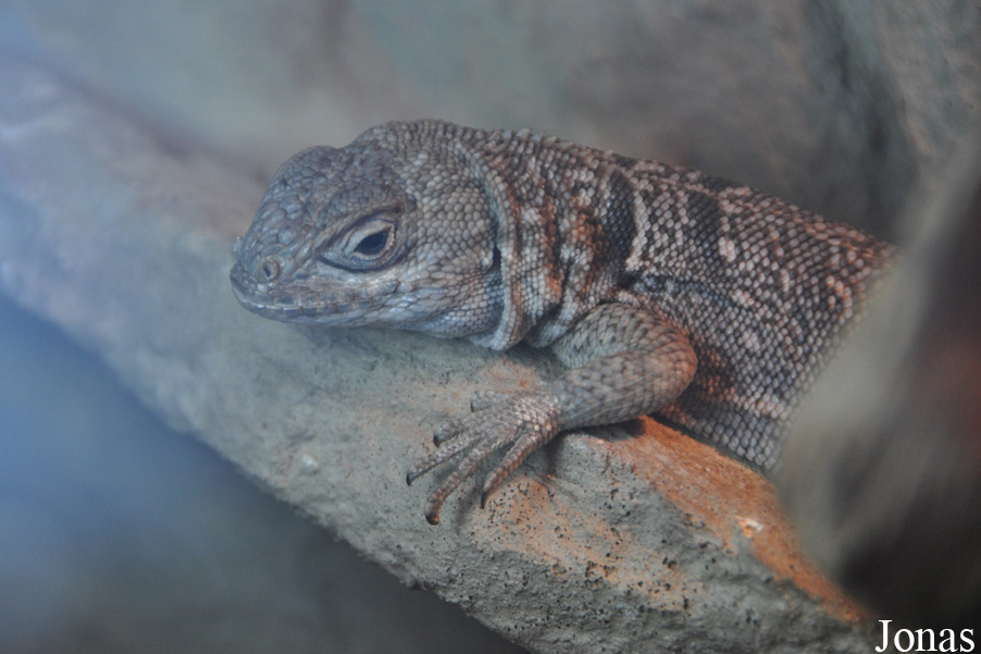 Oplurus cuvieri