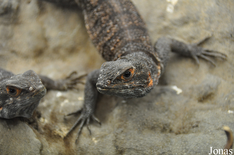 Oplurus cyclurus