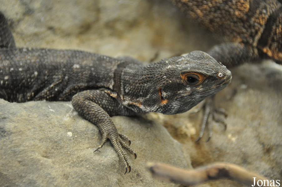 Oplurus cyclurus