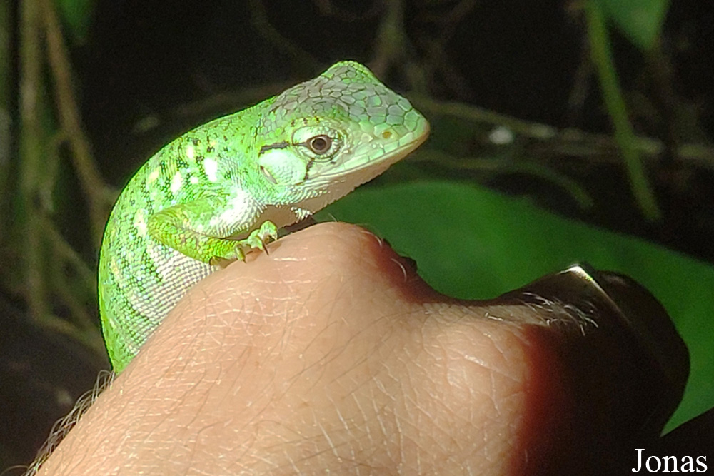 Polychrus marmoratus