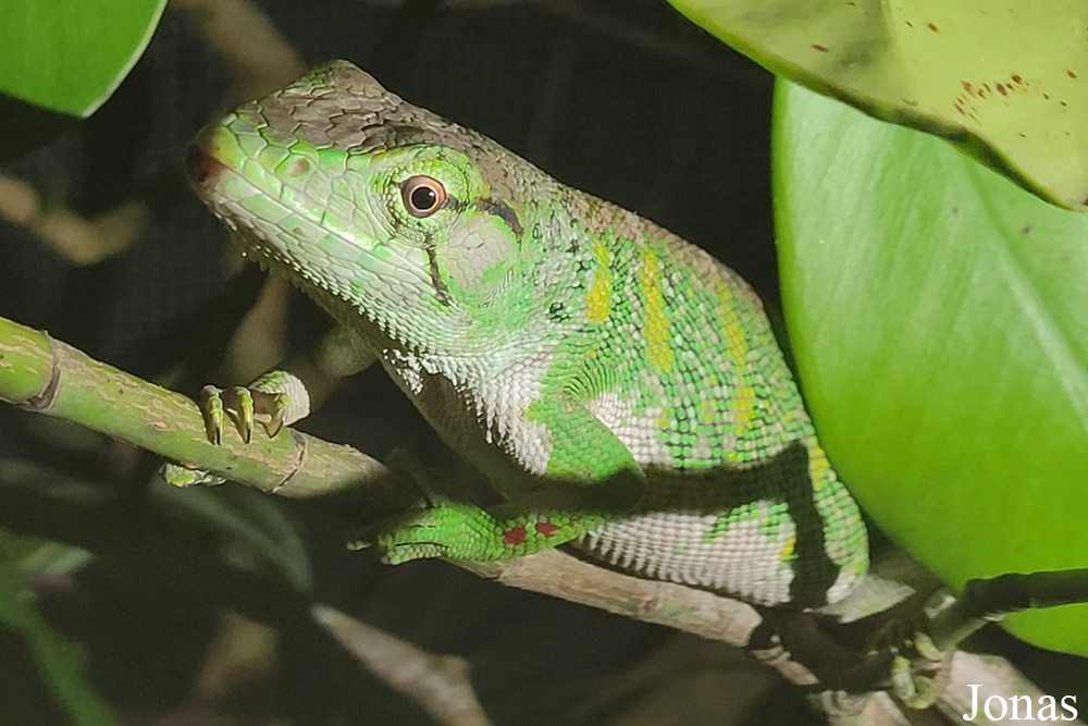 Polychrus marmoratus