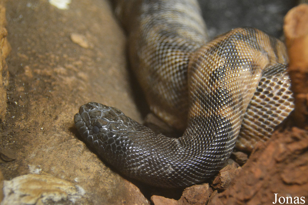 Aspidites melanocephalus