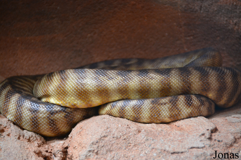 Aspidites ramsayi