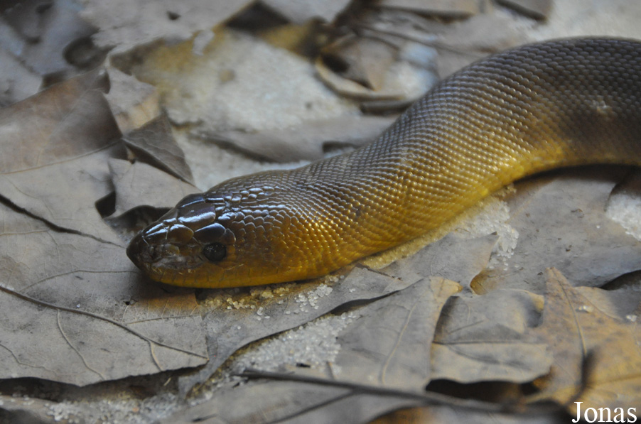 Aspidites ramsayi