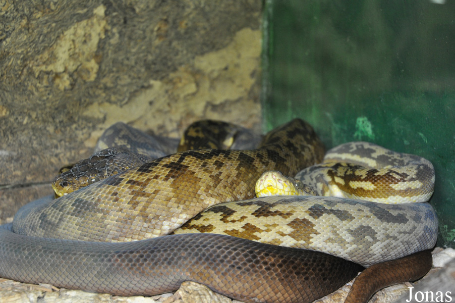 Broghammerus timoriensis