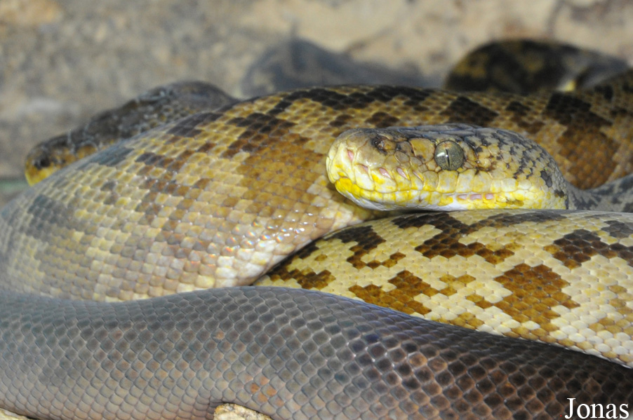 Broghammerus timoriensis