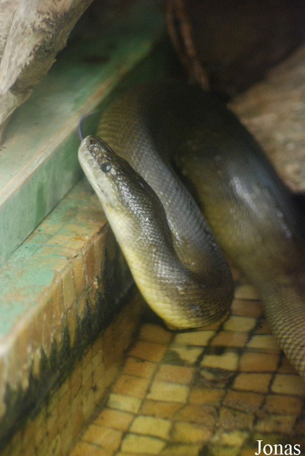 Liasis fuscus