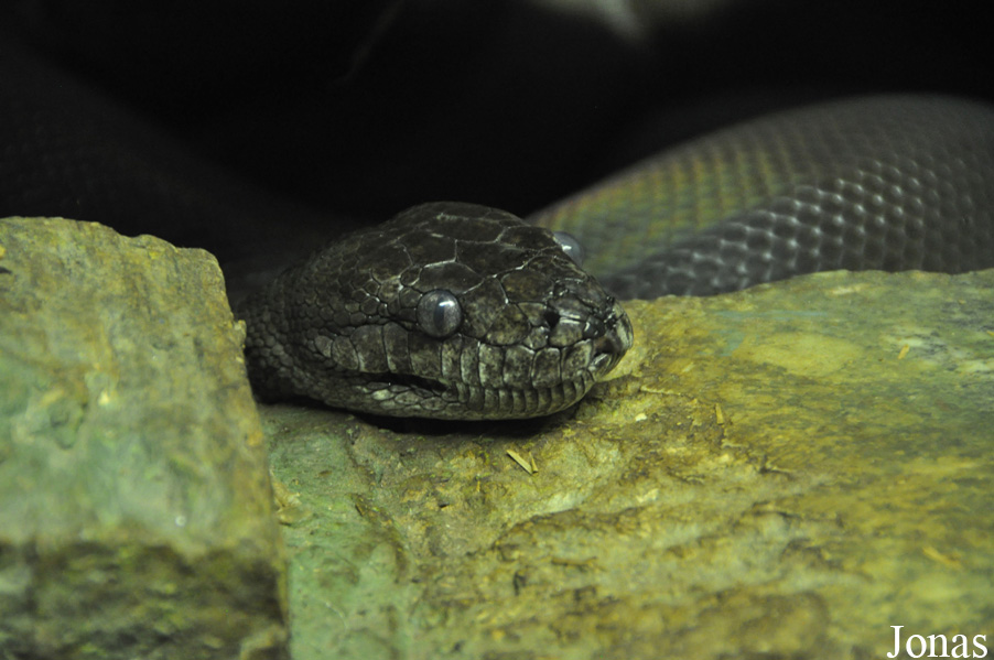 Liasis olivaceus