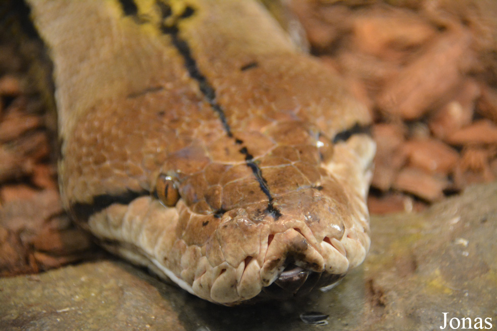 Malayopython reticulatus