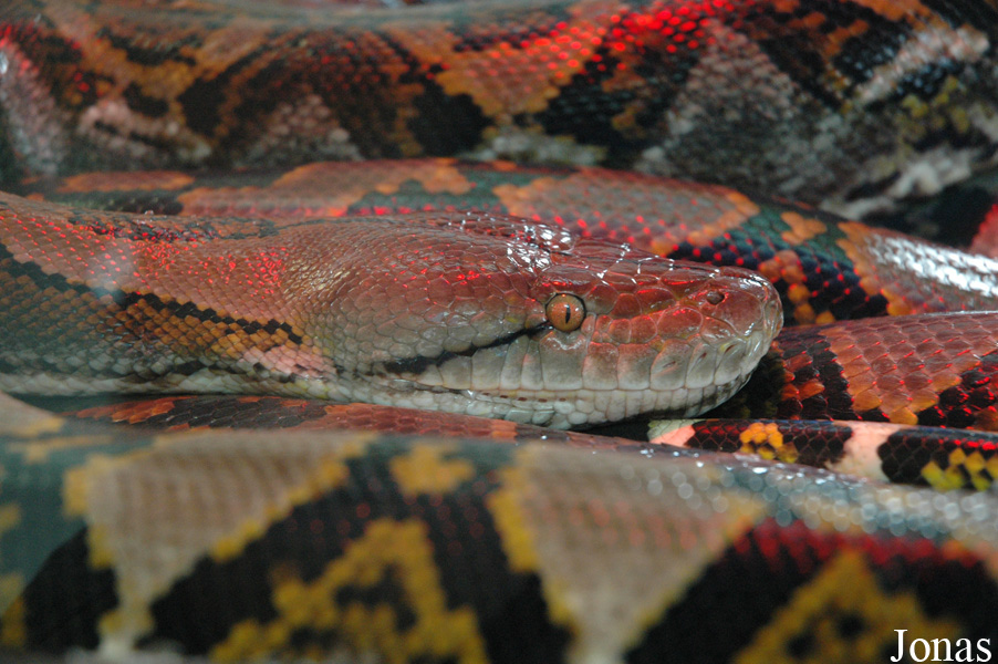 Malayopython reticulatus