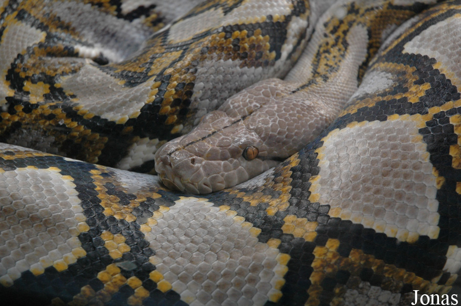 Malayopython reticulatus