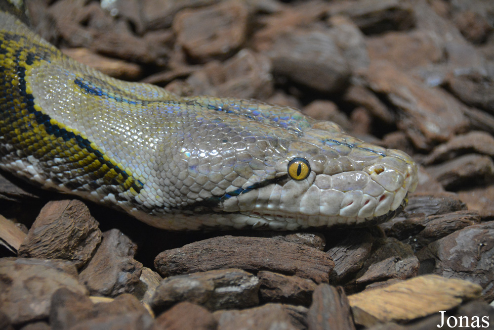 Malayopython reticulatus