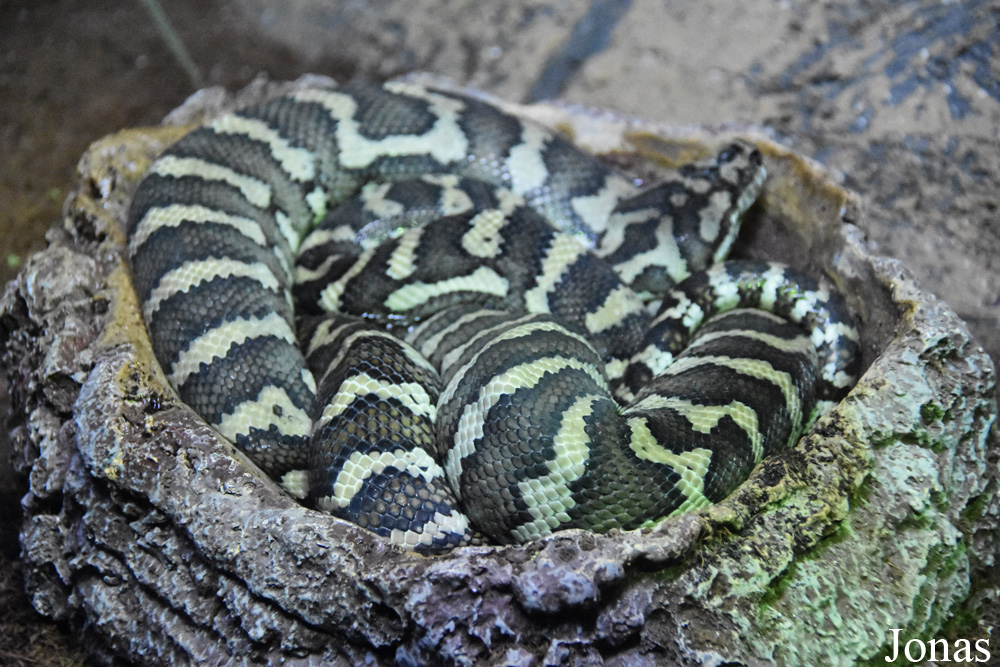 Morelia spilota