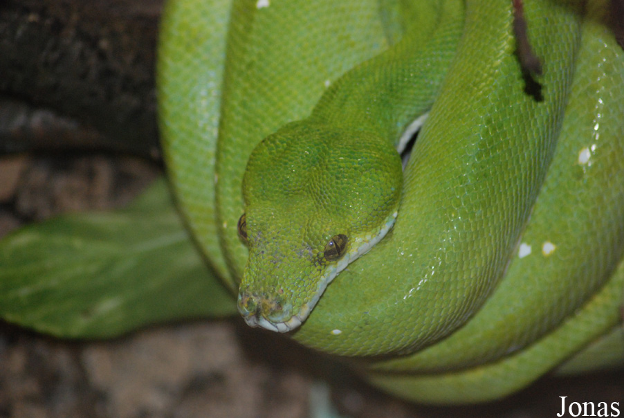 Morelia viridis