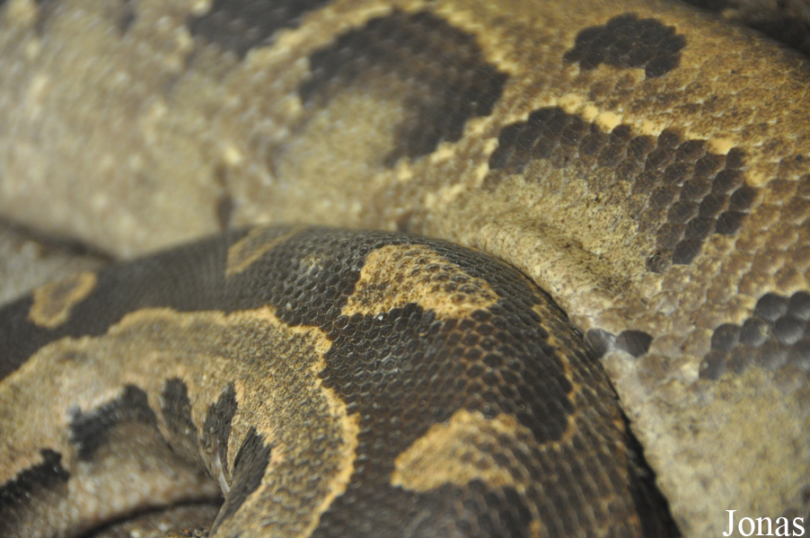 Python breitensteini