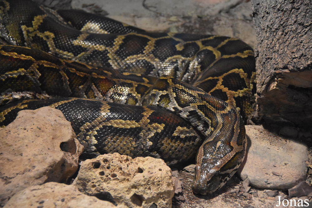 Python molurus