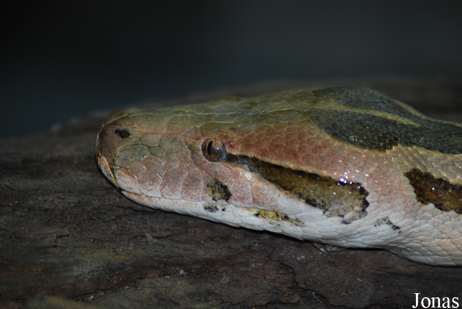 Python molurus molurus