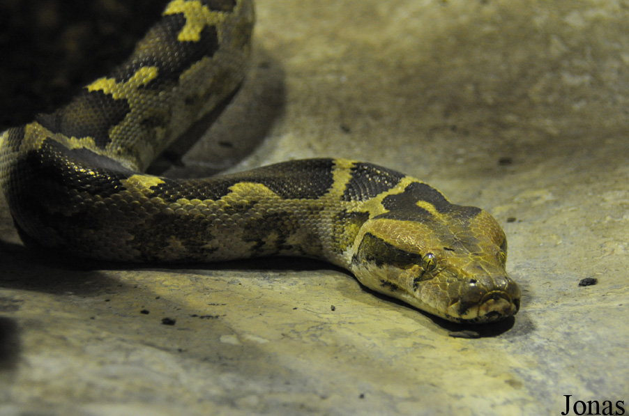 Python molurus molurus