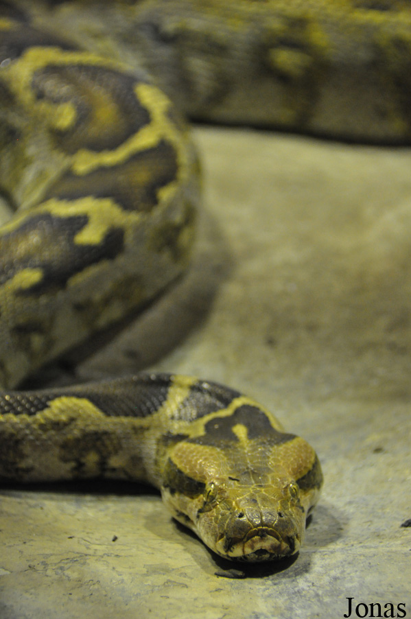Python molurus molurus