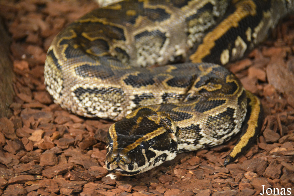 Python sebae