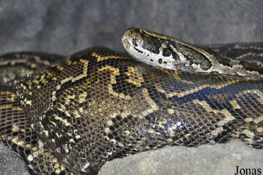 Python sebae