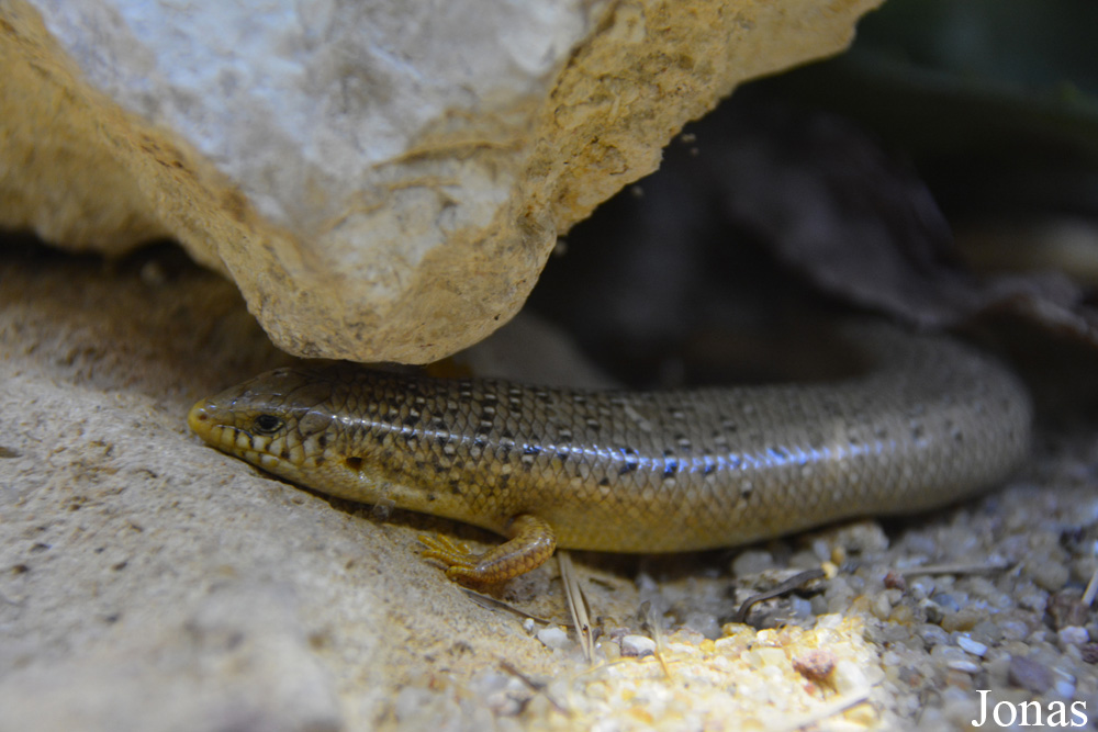 Chalcides ocellatus