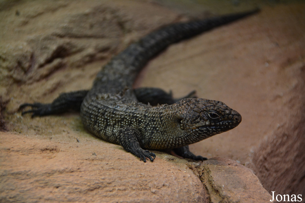 Egernia cunninghami