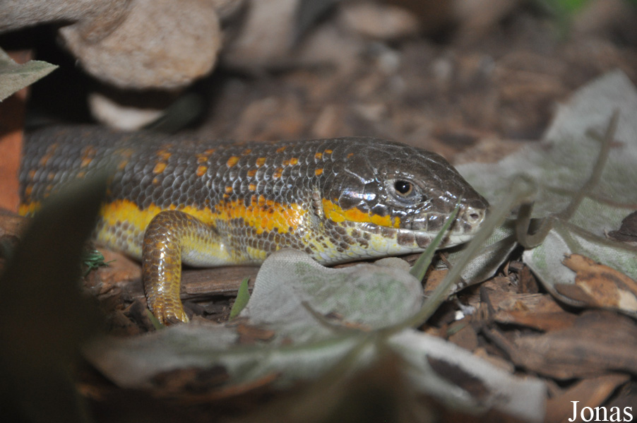 Eumeces schneideri