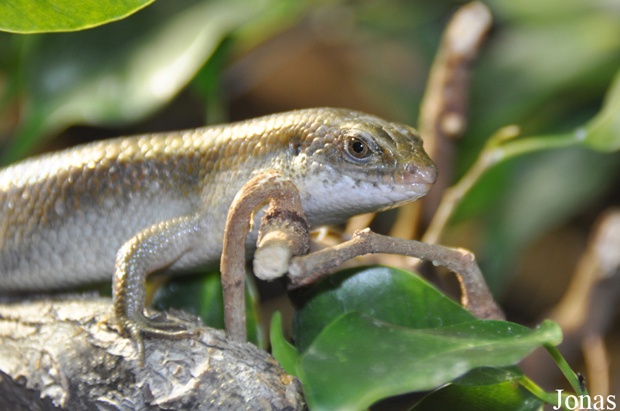 Eutropis macularia