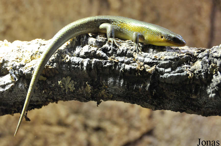 Eutropis macularia