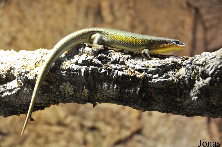 Eutropis macularia